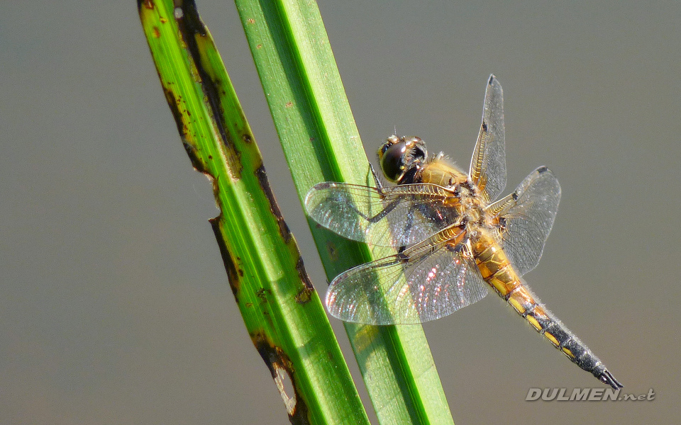 Four-spotted Chaser (Libellula quadrimaculata)